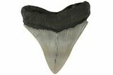 Serrated, Fossil Megalodon Tooth - North Carolina #183333-1